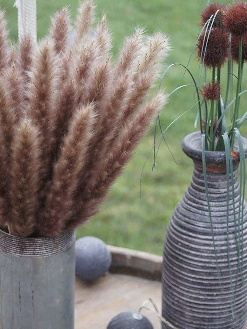 Decorative pampas grass - Wapas