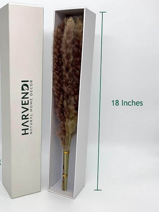 Decorative pampas grass - Wapas