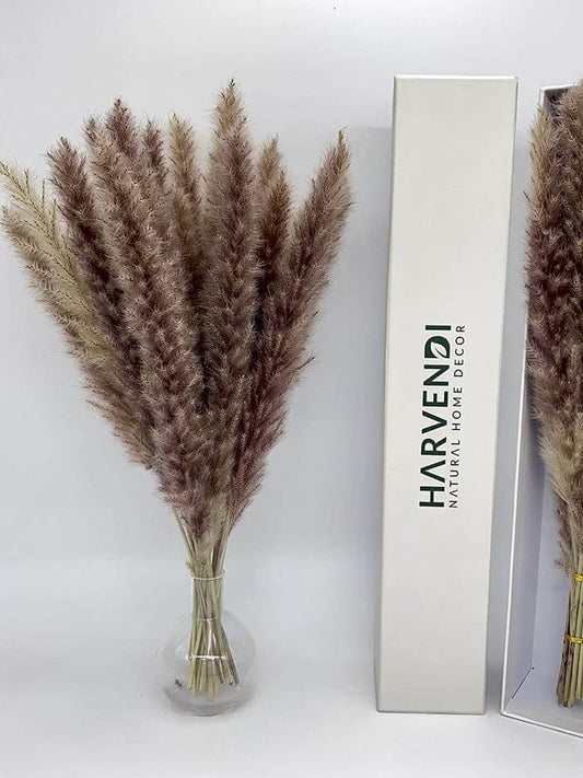 Decorative pampas grass - Wapas