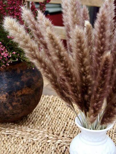 Decorative pampas grass - Wapas