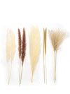 Decorative khaki, beige, brown and white Pampas Grass